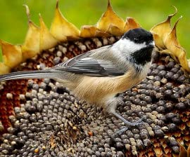 ओबराय - BAJRA Birds Feed 500 GRAM Bajra Seeds for Pigeon,Dove,Small Birds (Pack of 500GRAMS) (B09RN3YVH3) Amazon Price History, Amazon Price Tracker