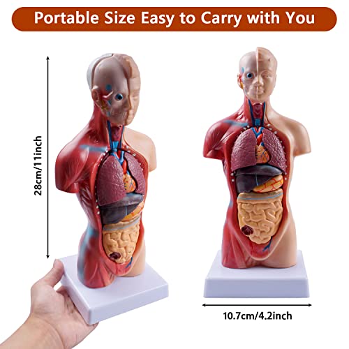 Image of breesky 10.5inch Medical Torso Human Body Model Anatomy Doll 15 Removable Parts Education Organs Model for Teaching Study Class Students
