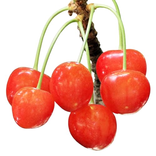 [先行予約] 山形県産 さくらんぼ 品種おまかせ バラパック詰 秀 L玉以上 500g (500g×1) 2026年6月上旬〜6月下旬順次お届け 果物 フルーツ nf-sabpx500