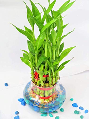 Image of PlantaZee Samrat Nursery Prime 2 Layer Lucky Bamboo Plant with Big Round Glass Pot with Color Jelly /Crystal Ball (Green)