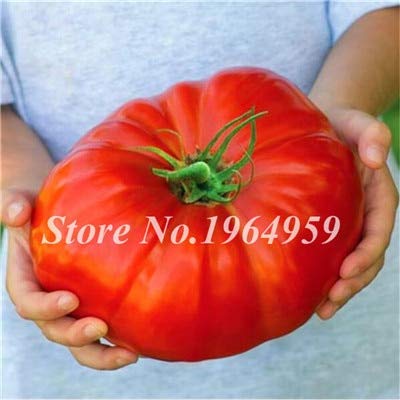 Bloom Green Co. 100 Semillas Semillas de tomate Heirloom Gigante Semillas de carne de vaca Hortalizas de tomate extra-sabrosas y extra-sabrosas * Plantas frutales Sementas frescas genuinas: 7 Cover