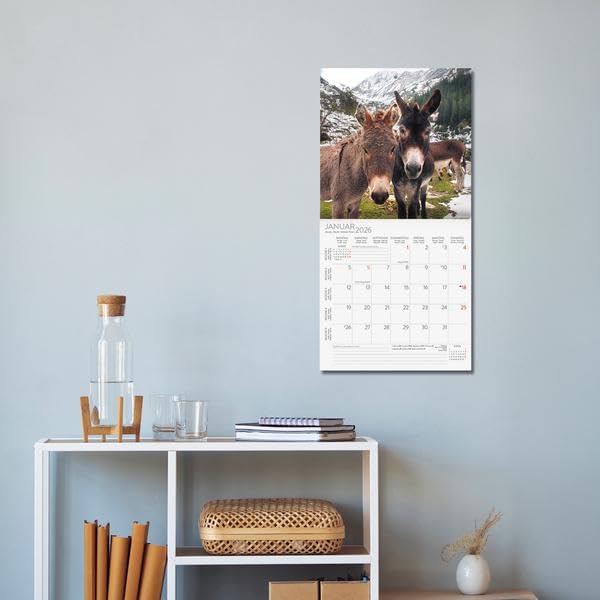 Esel 2026: Broschürenkalender mit Ferienterminen und Bildern von süßen Eseln. 30 x 30 cm