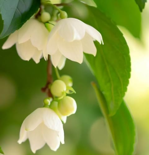 Styrax Japonica Seeds image