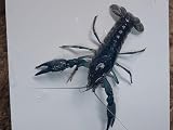 4 Live Electric Blue Crayfish, Crawfish, Crawdad, Freshwater Lobster. Unsexed, 1-4 inches Long. Can not be Shipped to California or...