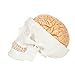 3-Part Human Skull Model, Removable 8-Part Brain, Anatomically Correct Brain Model for Neuroscience, Life Size Plastic Skull Mold from Real Skull, Detailed Product Manual, Made by Axis Scientific