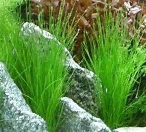 10 Töpfe + 10 Bund Wasserpflanzen, Aquarienpflanze