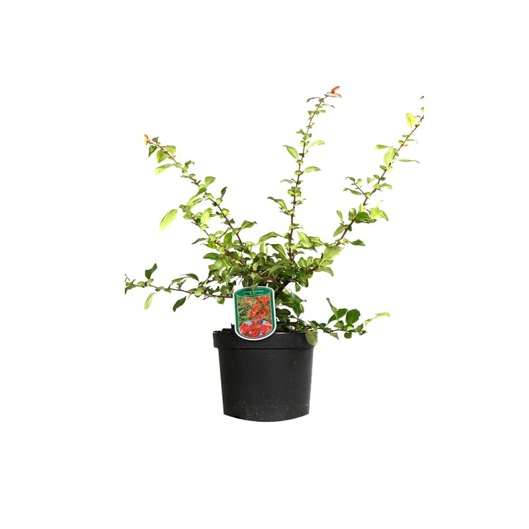 Cognassier du Japon 'Crimson and Gold' – Chaenomeles superba 'Crimson and Gold' 30-40 cm pot | Arbuste décoratif, fleurs rouges & jaunes, idéal haie fleurie