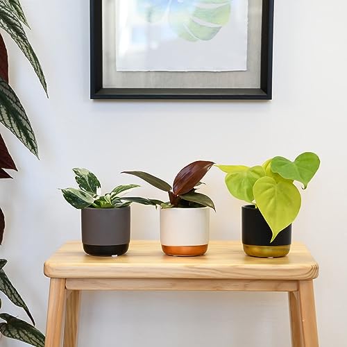 Philodendron Starter Mix - Indoor Trailing - Tender Perennial - Easy to Grow Your Own - Ideal Houseplant to Display - 6X 6cm Potted Plants by Thompson and Morgan (6)