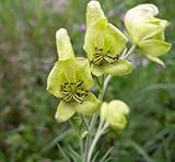 seedsown - Semillas Aconitum Kirinense