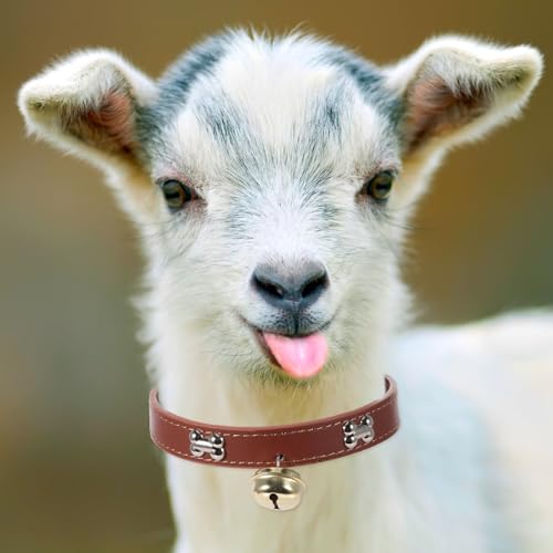 OSOLADY 4 ߉\ȕtM֓_ t {Ypi ^ƒ{pqANZT[ K r  nΉ