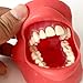 Imagen de Modelo De Implante Dental