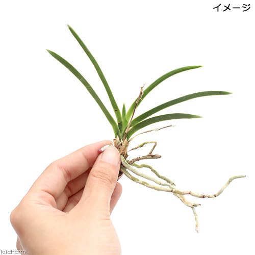 オフリス スペキュラム 洋ラン 原種 山野草 風蘭 富貴蘭 球根 洋蘭原種 オフリス スペキュラム 洋ラン 原種 山野草 風蘭 富貴蘭 球根 洋