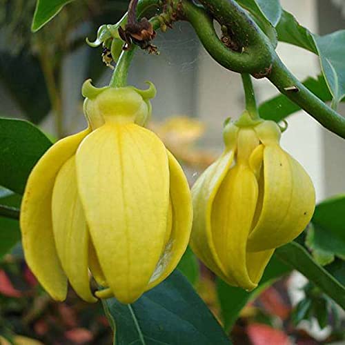 See full amazon price history chart for Mphmi Plants Hari champa, Artabotrys hexapetalus, Champa Plant (Green) - Plant Garden Live Plant Nursery Indoor Outdoor Living Plants Mphmi Plants Hari champa, Artabotrys hexapetalus, Champa Plant (Green) - Plant Garden Live Plant Nursery Indoor Outdoor Living Plants (B0933PP27J) Amazon Price History, Amazon Price Tracker