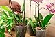 R&R SHOP – 100% natürliches chilenisches Sphagnum, Substrat für Orchideen, Bonsai, Kokedama und vertikales Grün (4L - 100gr)