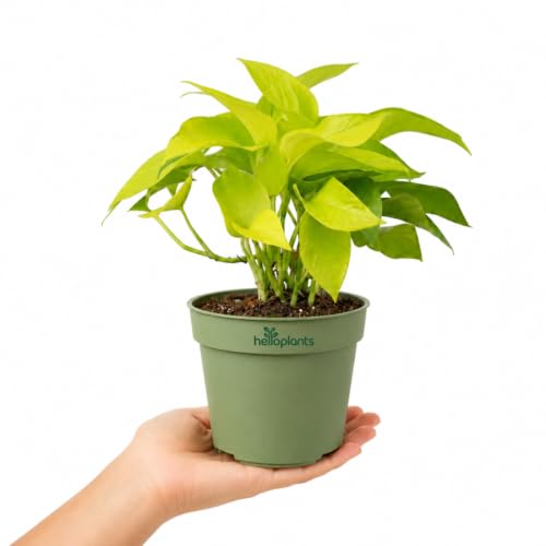 Image of Golden Money Plant with Grow Pot | Live Indoor Plant for Home Decor | Air Purifying Plant for Living Room & Office