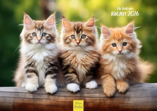Edition Seidel Premium Kalender Die Welt der Katzen 2026 Format DIN A4 Wandkalender Katzenkalender Haustiere Kätzchen Katzenkinder Katze Kater Kitten Edition Seidel Premium Kalender Die Welt der Katzen 2026 Format DIN A4 Wandkalender Katzenkalender Haustiere Kätzchen Katzenkinder Katze Kater Kitten