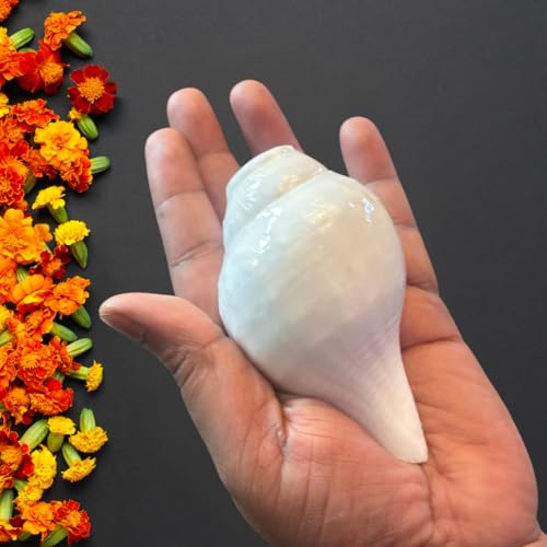 Image of Original Vamavarti Shankh for Pooja| Baynavarti Natural Conch for Puja, Temple, Home Decor, Mandir, Spiritual Use| Auspicious Loud Blowing Shankh for Vastu, Prosperity (9-11 cm)