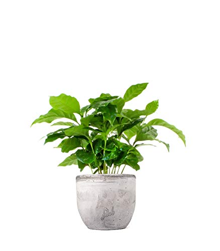 Pianta di Caffè Altezza 25 cm, Pianta Vera, Pianta da Interno, Vaso Artigianale in Cemento