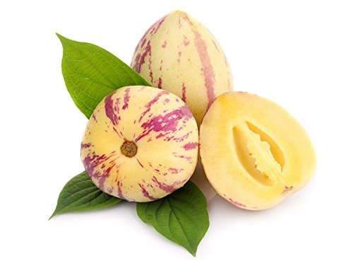Melon żarówka, żarówka melonowa Pepino - Solanum muricatum