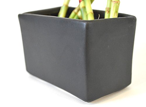9Greenbox B0043T8YK2 Lucky Bamboo - 8 Braided With Black Ceramic Vase thumb #2