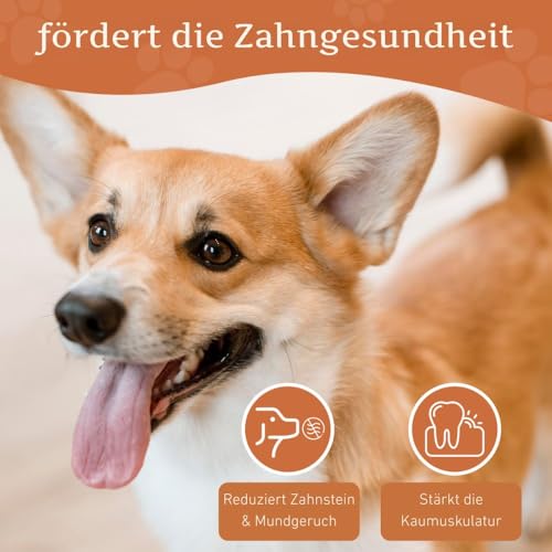 Wildfang® Kauwurzel aus Baumheide für Hunde, Größe S - Natürliches Kauspielzeug Hund, splitterfreies Hundespielzeug unzerstörbar zur Zahnpflege Hund & Welpenspielzeug (für Hunde unter 15 kg), 1 Stück