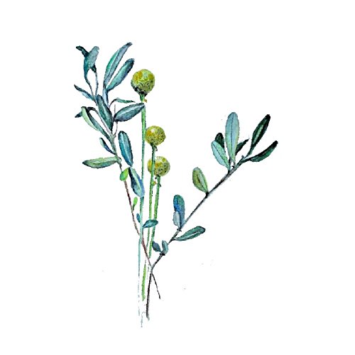 Fleur en aquarelle botanique verte et jaune pour personnaliser vos dessous de verre de salon
