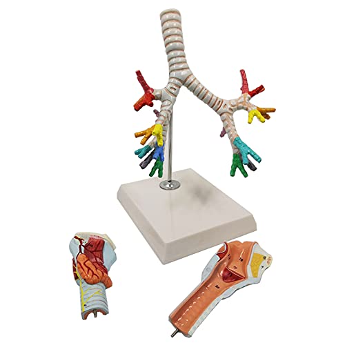 Modèle d'arbre trachéobronchique humain pour cabinet médical et cours