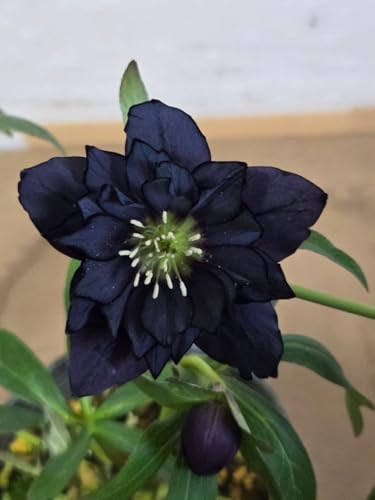 クリスマスローズ ブラック」の人気商品一覧 | 安い商品を通販サイト