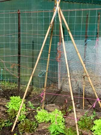 Garden Mile Mesh Netting Bird Fruit Fencing, Pest Protection with Bamboo Frame for Fruiting Plants Ponds keep Animals off Fruit Trees (20 x Bamboo Canes 90cm)