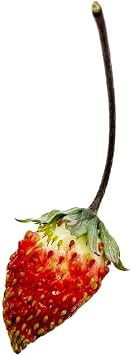 Regina Red Alpine Strawberry Fraise des Bois Premium Seeds for Planting Packet