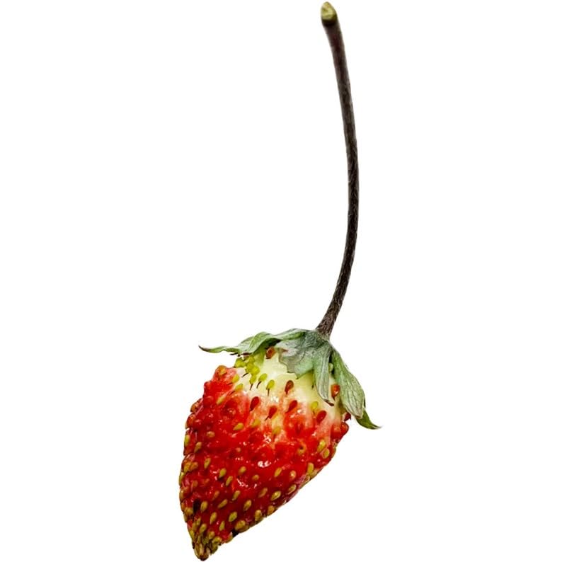 Amazon.com : Regina Red Alpine Strawberry Fraise des Bois Premium
