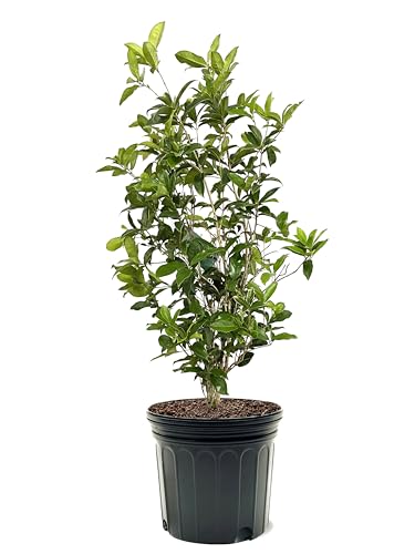 American Plant Exchange Tea Olive Bush, 7 Gallon