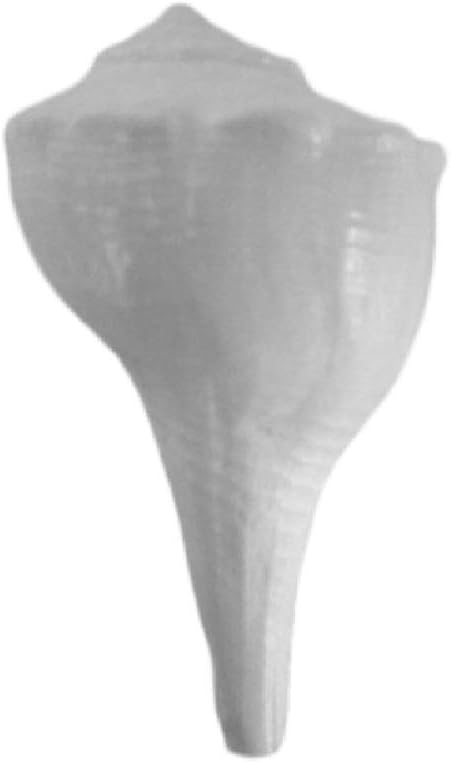 DivineTemples Conch - Non-Blowable Dakshinavarti Shankh 5 Cms Length White