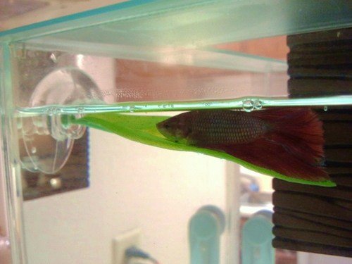 zoo med betta bed leaf hammock