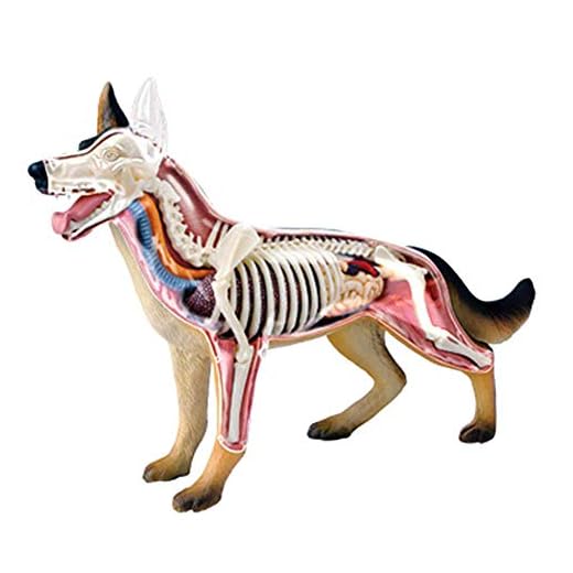 BIUYYY Scientific Animal Anatomy - Modelo De Anatomía del Perro Lobo Rompecabezas De Juguete Desmontable Biología Modelo De Enseñanza Médica