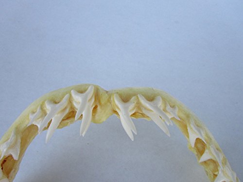 12 Inch Mako Shark Jaw #TOP3