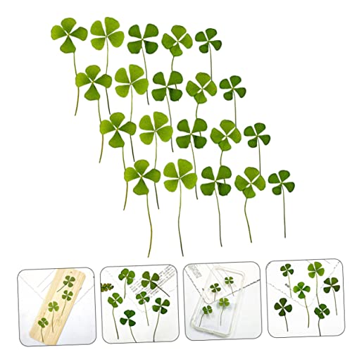 Plantas de trébol de cuatro hojas secas naturales Luxshiny 24pcs miniatura 4
