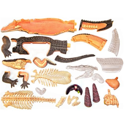 Modèle d'anatomie crocodile AMITD pour cours de biologie