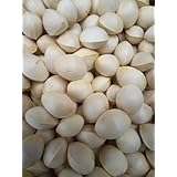 秋の味覚 銀杏 ぎんなん ８００g