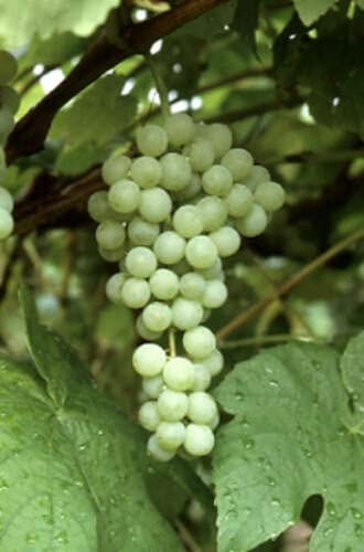 Himrod Seedless Grape Vine