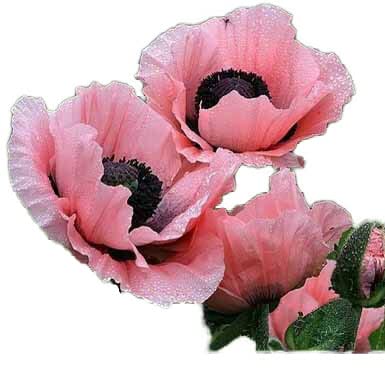 Amazon｜ハッピーガーデン 花苗 オリエンタルポピー 1鉢3.5号 コーラル