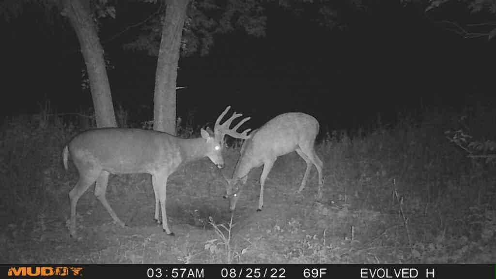 Night vision image captured by the trail camera showing two deer in a field.