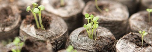 Jiffy - Lote de 7 pellets de cultivo para plantas de jardinería (41 mm, 1000 unidades)