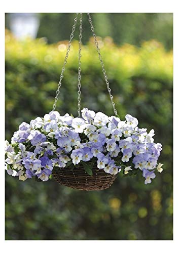 PREMIER SEEDS DIRECT - Pansy Trailing Winter Flowering - Cool Wave - Frost - 16 Seeds
