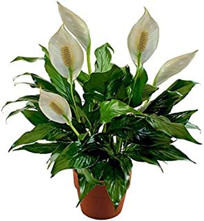 Trendygreens Live Peace Lily, Spathiphyllum Indoor Air Purify Plant with Pot (B0BN7CNJ8L) Amazon Price History, Amazon Price Tracker