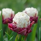 DUTCH BULBS EXCLUSIVE PLANTS FROM HOLLAND