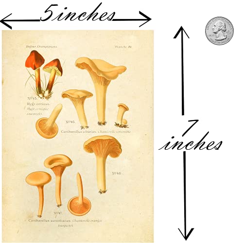 Vintage Botanical Prints | Edible Mushrooms By Ink Inc. | Mushroom Wall Art | Set Of 9 5X7 Unframed #TOP1