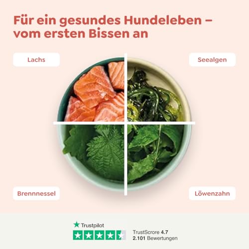WOW Dog Hunde-Nassfutter mit Lachs 6 x 800g | ohne Getreide & Zucker