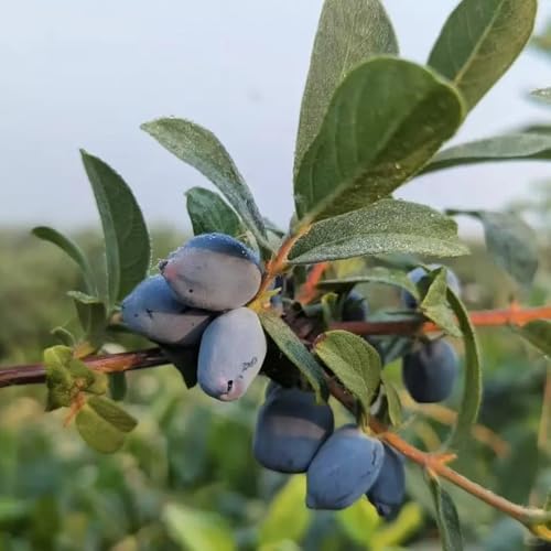 Semillas de plantas de arándano siberiano, baya miel, comprar semillas árboles frutales plantas jardín rocas resistentes jardín árboles frutales resistentes frutos columnares para el 40pcs