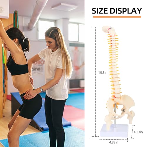 Image of 1 /2 Life Size Spine Anatomy Model - 17.7 inch Human Spine Model with Spinal Nerves, Pelvis, and Femur, Includes Stand and Pointer for Teaching Use.